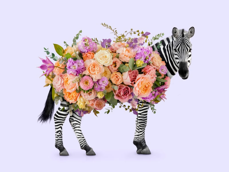 FLOWER ZEBRA
