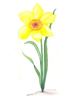 FLOR DE NARCISO AQUARELA