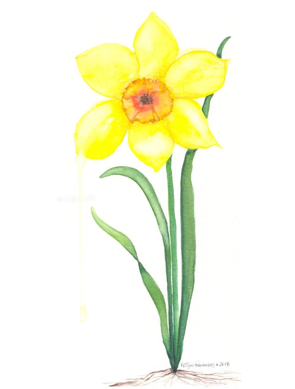 FLOR DE NARCISO AQUARELA