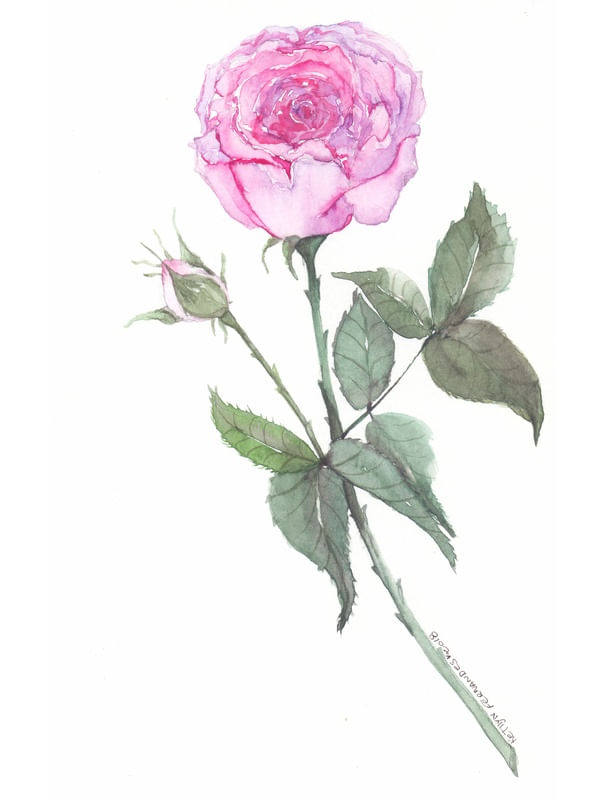ROSA DE AQUARELA