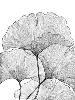 GINGKO LOVE 1, PRETO E BRANCO