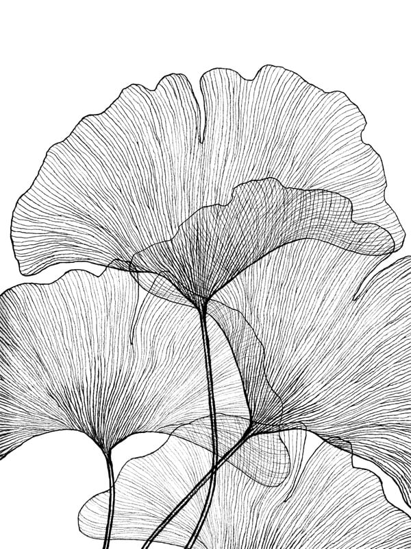 GINGKO LOVE 1, PRETO E BRANCO