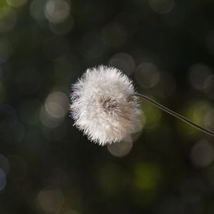 PLUMA DE LUZ