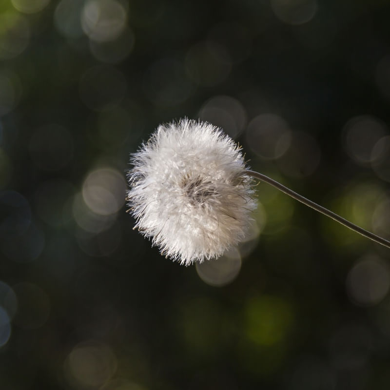 PLUMA DE LUZ