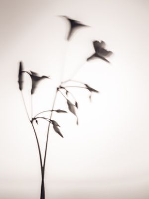 PRESENTE DA NATUREZA_4