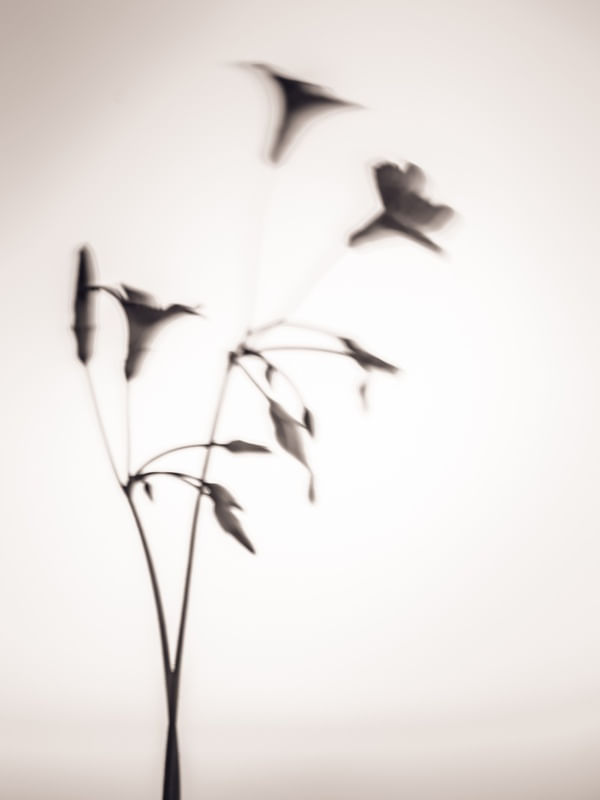 PRESENTE DA NATUREZA_4