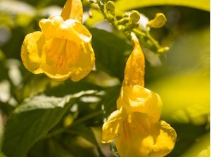 YP� DE JARDIM