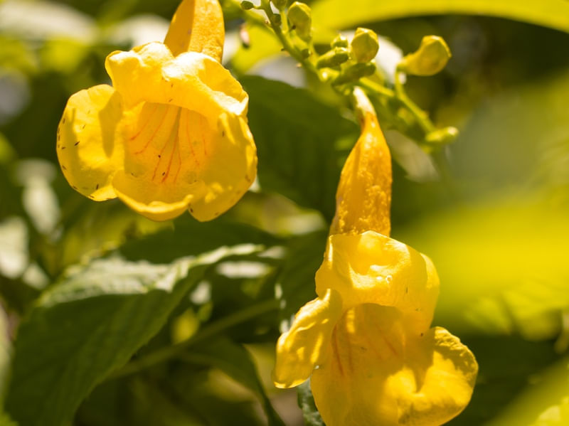 YP� DE JARDIM