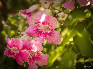 FLORES SETE L�GUAS