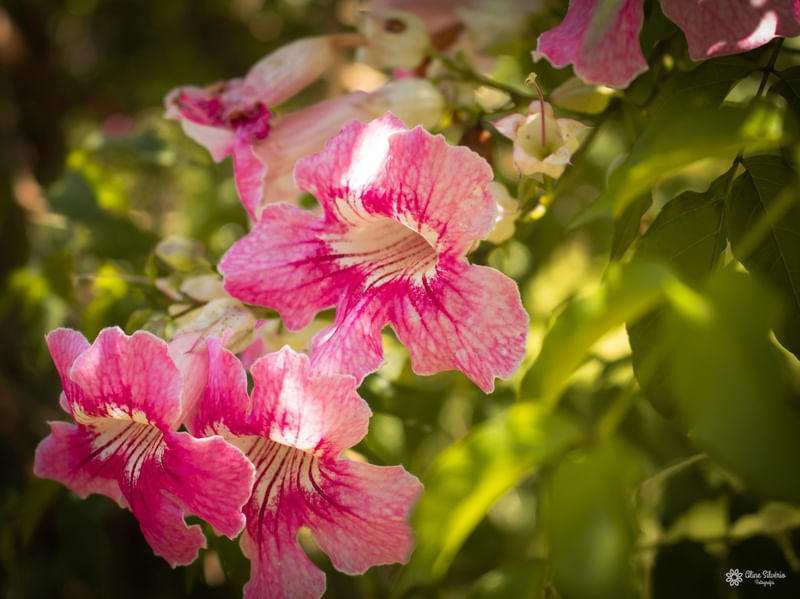 FLORES SETE L�GUAS