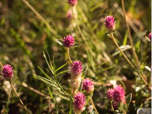 FLORES PERP�TUA AN�