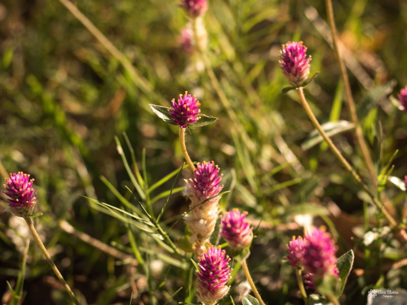 FLORES PERP�TUA AN�