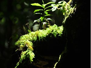 VERDE MUSGO