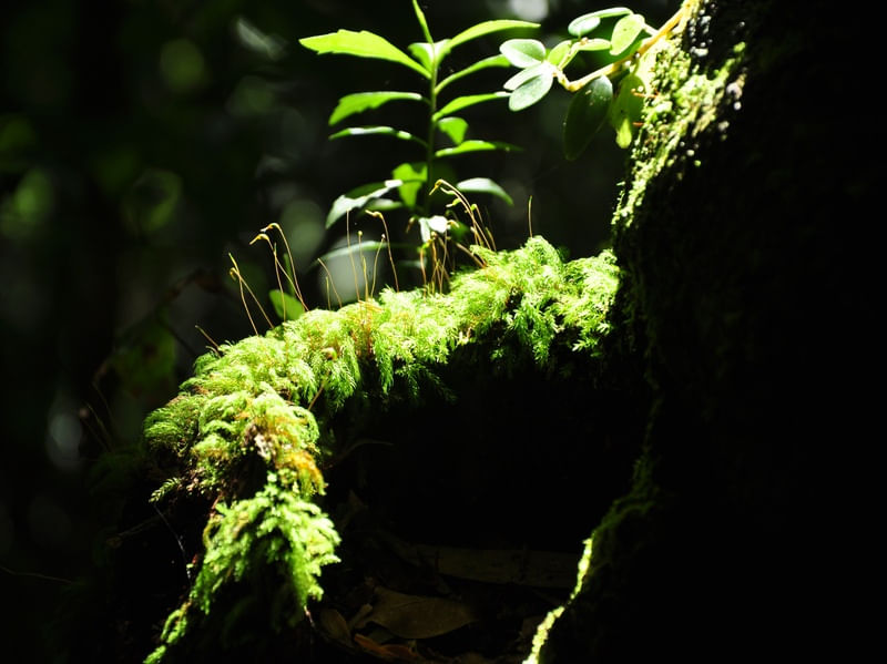 VERDE MUSGO