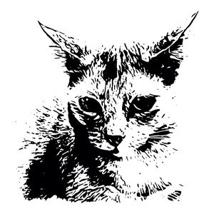 A GATA COALHADA