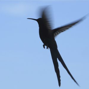 BEIJA-FLOR A VOAR