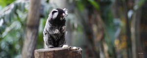 PEQUENO MACACO
