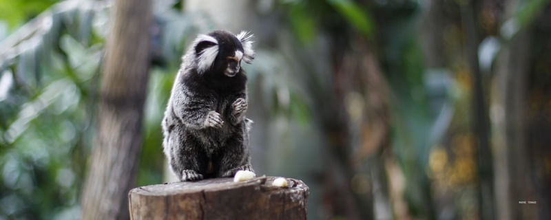 PEQUENO MACACO