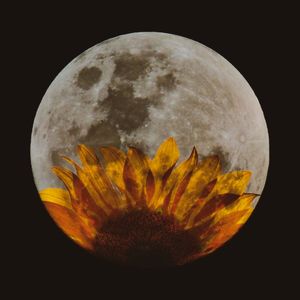 LUA CHEIA, GIRASSOL