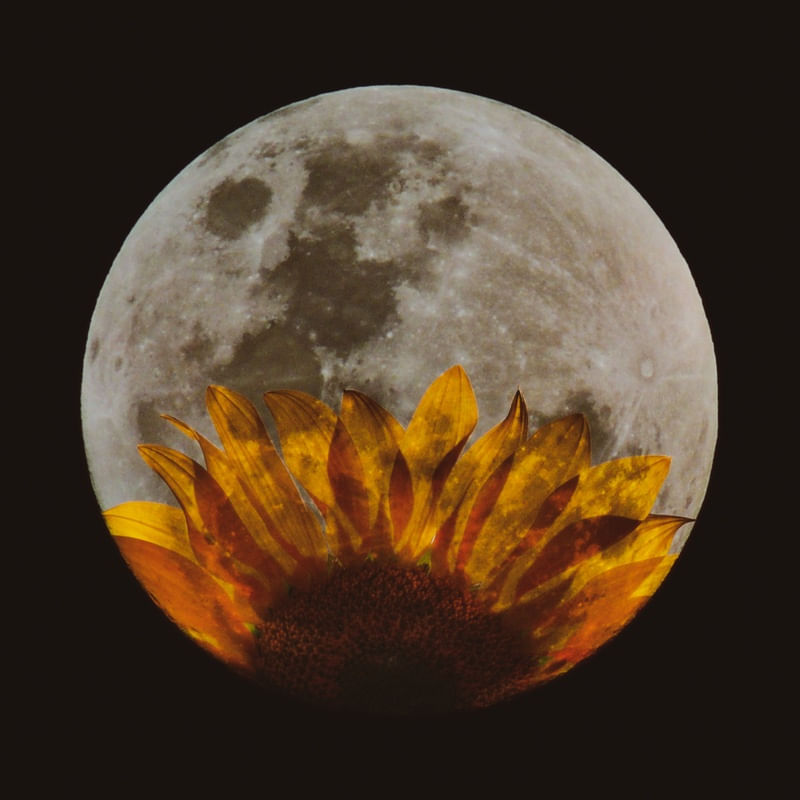 LUA CHEIA, GIRASSOL