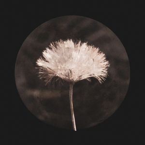 LONELY DANDELION