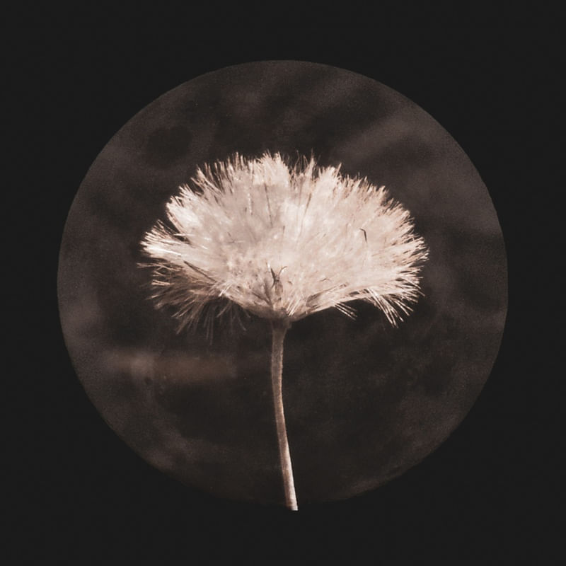 LONELY DANDELION