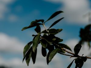 FOTOS NA NATUREZA EM PORTO BATISTA (11)
