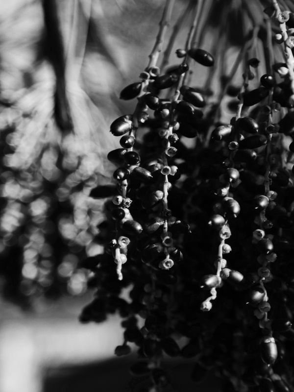 A�A� NATURAL 2