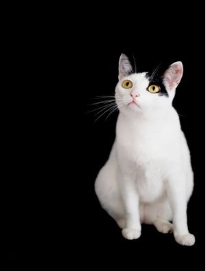 FOTOGRAFIA PET GATO BRANCO E PRETO