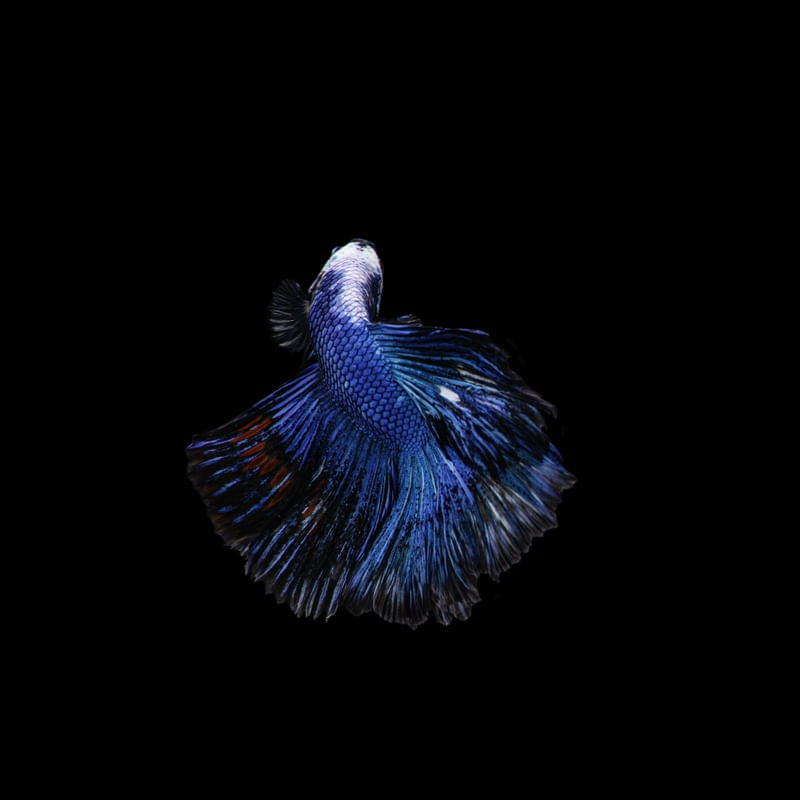 PEIXE BETTA 1