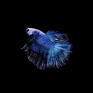 PEIXE BETTA 2