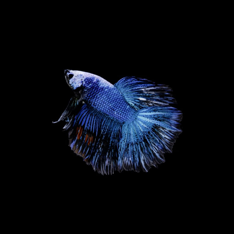 PEIXE BETTA 2