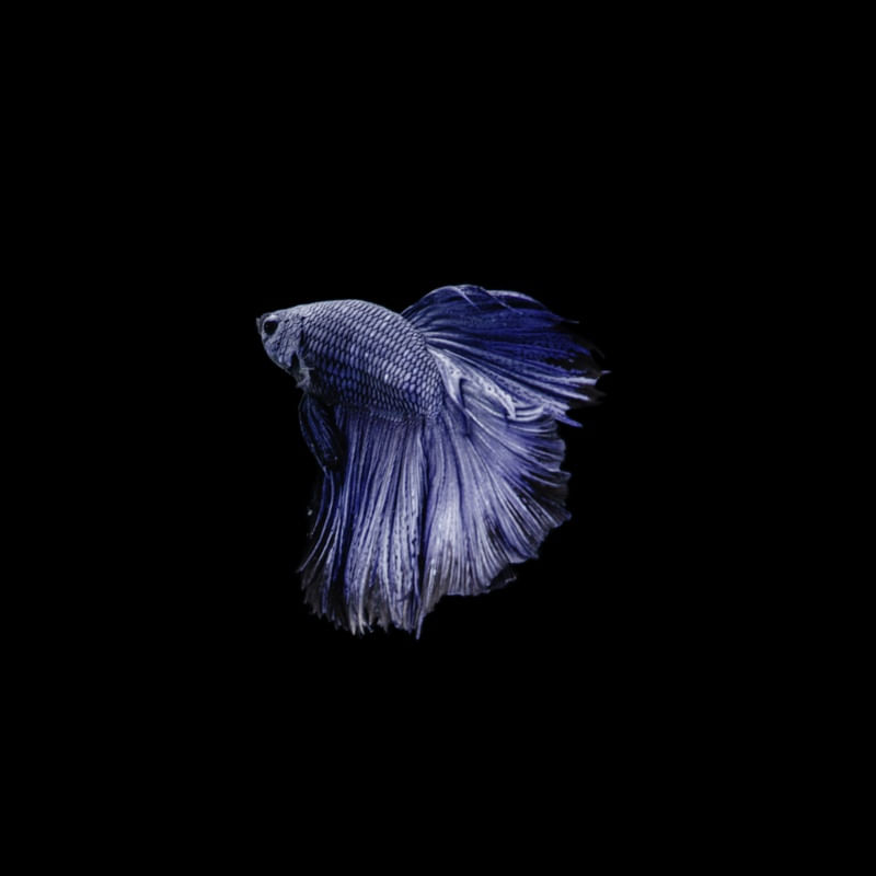 PEIXE BETTA 3