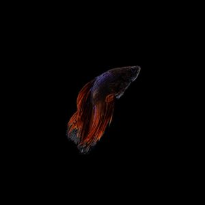 PEIXE BETTA 4