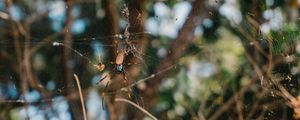 ARANHA EM HERVEY BAY PANORAMA