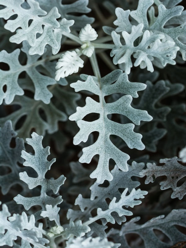 SKELEAVES