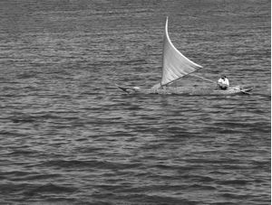 CANOA A VELA 2