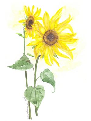 GIRASSOL AQUARELADO