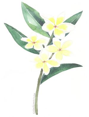 JASMIM BRANCO AQUARELA