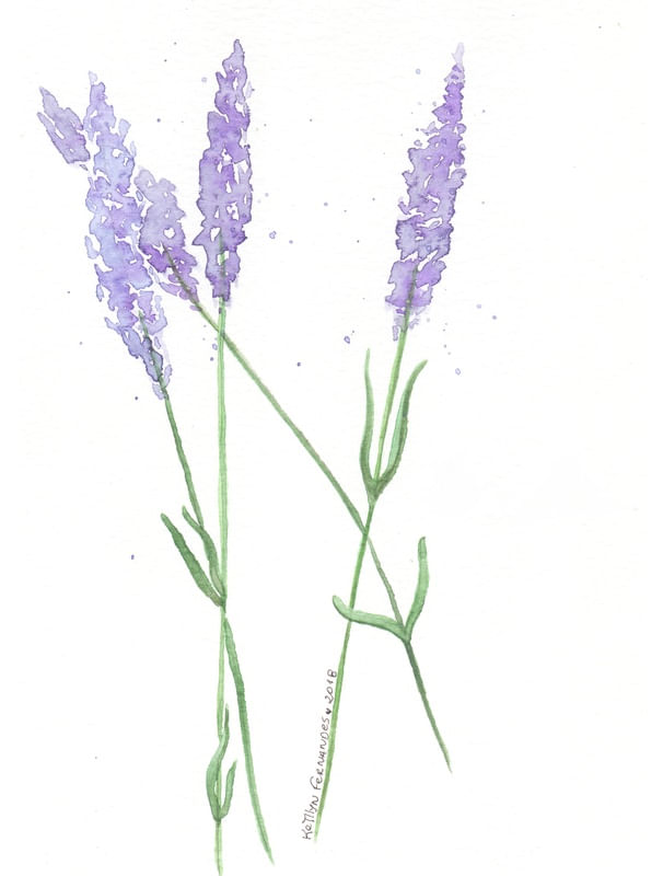 FLOR DE LAVANDA AQUARELA