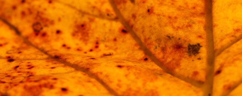 ORANGE LEAF I