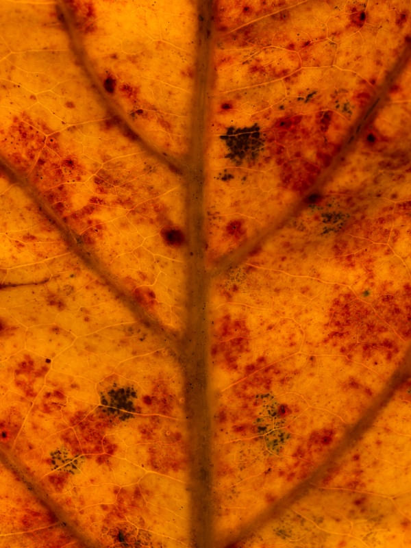 ORANGE LEAF II