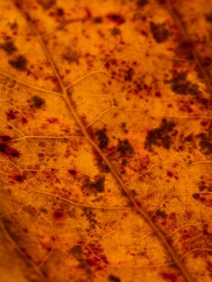 ORANGE LEAF III