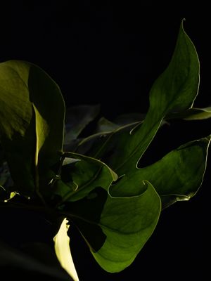 MINIMAL MONSTERA 1