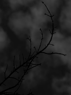 DARK BRANCH