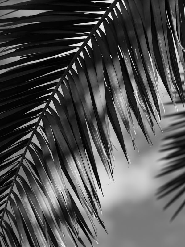 DARK PALM TREE