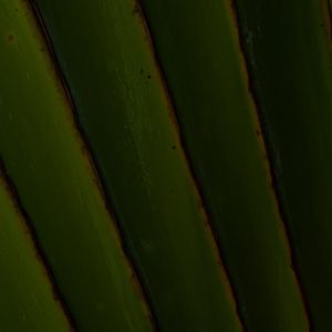 GREEN TEXTURE