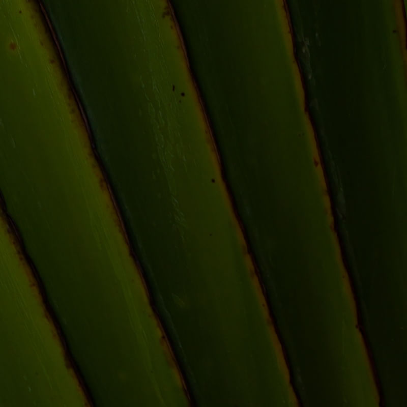 GREEN TEXTURE