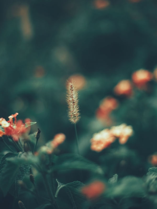 ENTRE FLORES