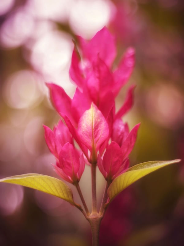 DELICADEZA PINK